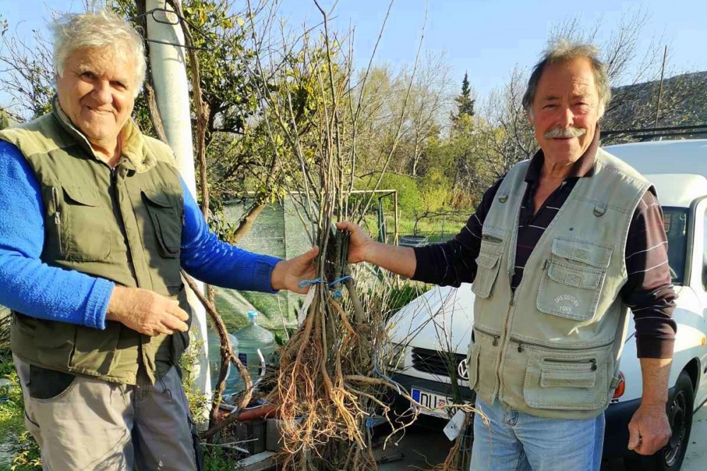 Općina osigurala sadnice medonosnih biljaka pčelarskoj udruzi Ruzmarin, od Ministarstva zatražena izmjena programa potpore