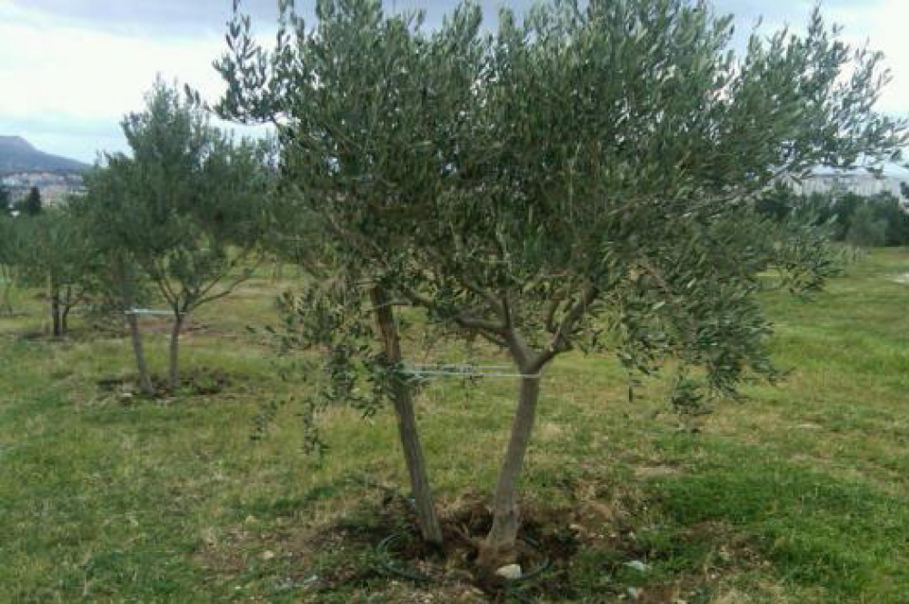 Objavljen Javni poziv za podno&scaron;enje zahtjeva za dodjelu potpora poljoprivredi